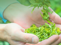 品茶正当时 | 茶叶农残风险管控